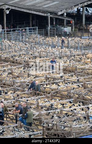 Verkauf von Mule Gimmer Lamb auf dem Hawes Livestock Market, Wensleydale, North Yorkshire, Großbritannien, wo 30.000 Zuchtlämmer über 2 Tage verkauft werden. Stockfoto