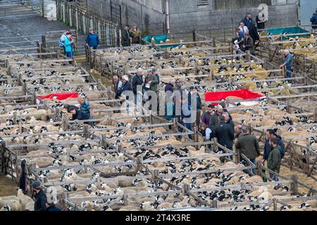 Verkauf von Mule Gimmer Lamb auf dem Hawes Livestock Market, Wensleydale, North Yorkshire, Großbritannien, wo 30.000 Zuchtlämmer über 2 Tage verkauft werden. Stockfoto