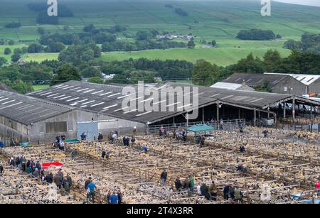 Verkauf von Mule Gimmer Lamb auf dem Hawes Livestock Market, Wensleydale, North Yorkshire, Großbritannien, wo 30.000 Zuchtlämmer über 2 Tage verkauft werden. Stockfoto