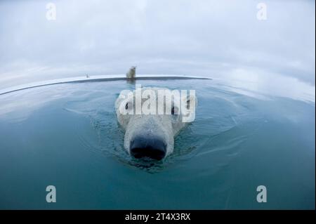 Eisbären Ursus maritimus neugierige junge Bären schwimmen im Wasser entlang der Küste, während sie auf den Fall der Beaufort Sea vor der ANWR AK 1002 warten Stockfoto