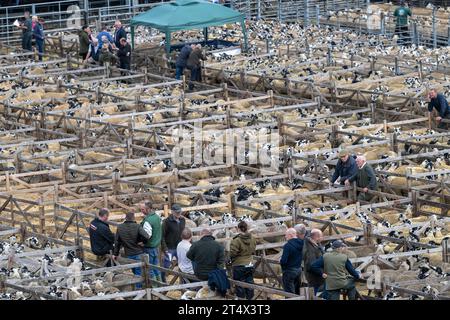 Verkauf von Mule Gimmer Lamb auf dem Hawes Livestock Market, Wensleydale, North Yorkshire, Großbritannien, wo 30.000 Zuchtlämmer über 2 Tage verkauft werden. Stockfoto