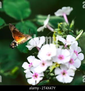 kolibri-Falkenmotte fliegt über einer weißen Blume und trinkt Nektar. Stockfoto