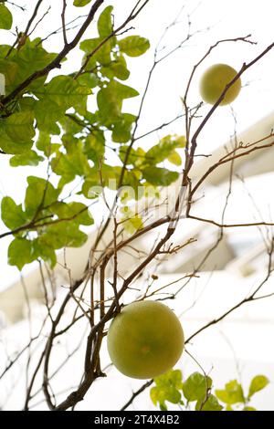 pomelo-Früchte auf dem Baum. Pomelo-Baum Grüne Frucht auf einem Ast Nahaufnahme. Oder grüne Grapefruit. Zitrusfrüchte im Garten ernten Stockfoto