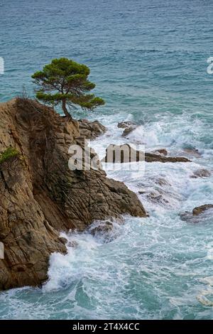 Element. Sturm und starker Wind auf See. Meer und Kiefer wachsen auf den Felsen. Wunderschöne Meereswellen. Sonnenuntergang im Sommer. Strand Lloret de Mar. Spanien Stockfoto