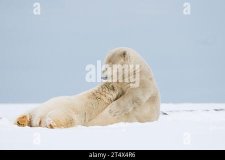 Eisbären Ursus maritimus säen ihr Junges an der Küste während des Herbstfrostes, 1002 Area des Arctic National Wildlife Refuge, AK Stockfoto