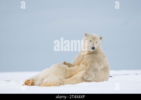 Eisbären Ursus maritimus säen ihr Junges an der Küste während des Herbstfrostes, 1002 Area des Arctic National Wildlife Refuge, AK Stockfoto