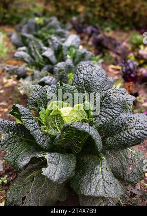 Wirsingkohl mit zerknitterten Blättern wächst im ökologischen Gemüsegarten. Landwirtschaftskonzept. (Brassica oleracea) Stockfoto