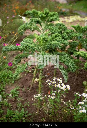 Grünkohl auf natürlichem Bio-Boden im Spätherbst-Gemüsegarten. Gartenbau- oder Erntekonzept. (Brassica oleracea var. Sabellic Stockfoto