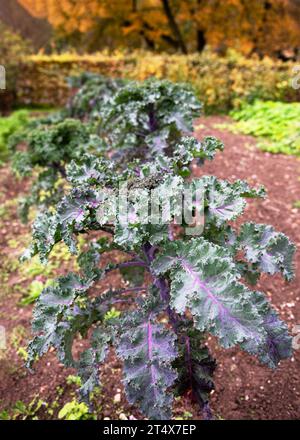 Violette lockige Grünkohl-Pflanzen auf organischem Boden im Spätherbst-Gemüsegarten. Gartenbau- oder Erntekonzept. Stockfoto
