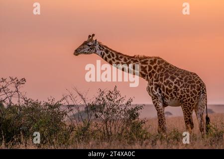 Giraffen in Masai Mara, Nairobi, Amboseli, Kenia, Afrika Stockfoto