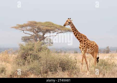 Giraffen in Masai Mara, Nairobi, Amboseli, Kenia, Afrika Stockfoto