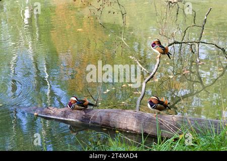 Eine Gruppe von Mandarinenenten ruht Stockfoto