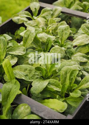 Lammsalat mit Schimmel in einer Balkonbox, Pilzkrankheiten an Kopfsalatpflanzen Stockfoto