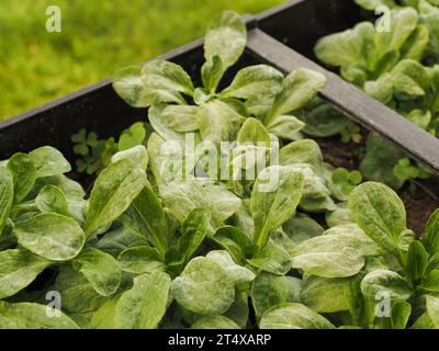 Lammsalat mit Schimmel in einer Balkonbox, Pilzkrankheiten an Kopfsalatpflanzen Stockfoto