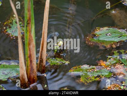 Southern Hawker Dragonfly Weibchen, das Eier legt Stockfoto