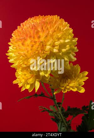 Gelb orange Chrysantheme Safari Orange Blume auf rotem Hintergrund. Blumenkopf-Nahaufnahme Stockfoto