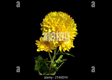Gelb orange Chrysantheme Safari Orange Blume auf schwarzem Hintergrund. Blumenkopf-Nahaufnahme Stockfoto