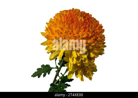 Gelb orange Chrysantheme Safari Orange Blume isoliert auf schwarzem Hintergrund. Blumenkopf-Nahaufnahme Stockfoto