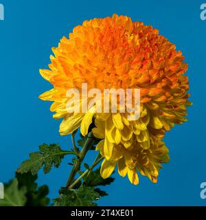 Gelb orange Chrysantheme Safari Orange Blume auf blauem Hintergrund. Blumenkopf-Nahaufnahme Stockfoto