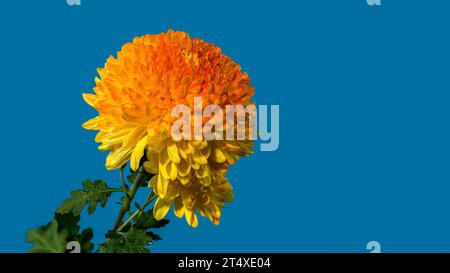 Gelb orange Chrysantheme Safari Orange Blume auf blauem Hintergrund. Blumenkopf-Nahaufnahme Stockfoto