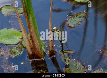 Southern Hawker Dragonfly Weibchen, das Eier legt Stockfoto