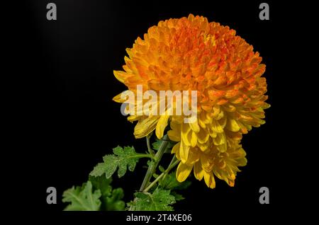 Gelb orange Chrysantheme Safari Orange Blume auf schwarzem Hintergrund. Blumenkopf-Nahaufnahme Stockfoto