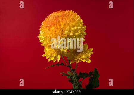 Gelb orange Chrysantheme Safari Orange Blume auf rotem Hintergrund. Blumenkopf-Nahaufnahme Stockfoto