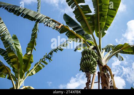 Bananenbaum mit einem Haufen wachsender Bananen auf blauem Himmel Hintergrund Stockfoto