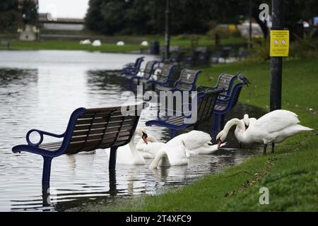 Schwäne, die sich neben untergetauchten Bänken am Canoe Lake, Southsea, Portsmouth ernähren, während Storm Ciaran starke Winde und starken Regen entlang der Südküste Englands bringt. Die Umweltagentur hat 54 Warnungen ausgegeben, bei denen Überschwemmungen zu erwarten sind, und eine gelbe Wetterwarnung mit Windgeschwindigkeiten von 70 km/h bis 80 km/h ist vorhanden. Bilddatum: Donnerstag, 2. November 2023. Stockfoto