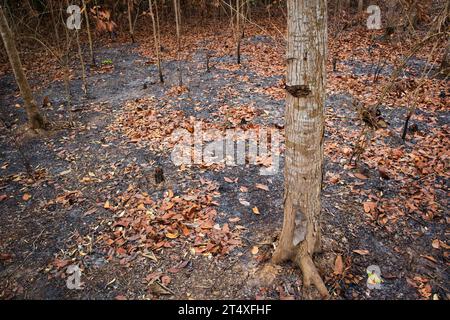 Waldbrände treten in tropischen Wäldern während der Trockenzeit auf Stockfoto