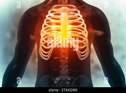 Menschliche Skelettrippen auf medizinischem Hintergrund. 3D-Abbildung Stockfoto