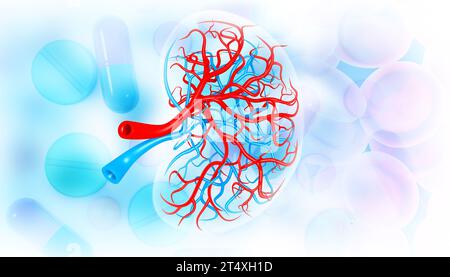 Die innere Anatomie der Niere auf medizinischem Hintergrund. 3D-Abbildung Stockfoto