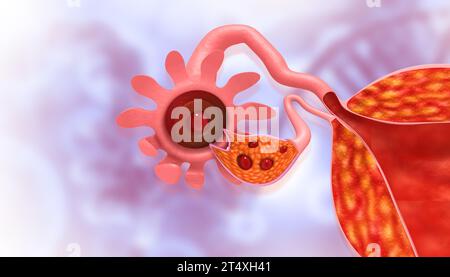 Menschliche Anatomie weibliches Reproduktionssystem. Uterusanatomie. 3D-Abbildung Stockfoto