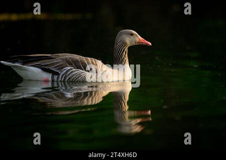 Porträt einer Graugans, die auf einem See schwimmt, sonniger Tag im Frühling Stockfoto