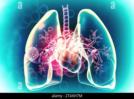 Menschliches Herz und Lunge auf medizinischem Hintergrund. 3D-Abbildung Stockfoto