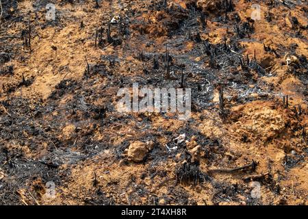 Waldbrände treten in tropischen Wäldern während der Trockenzeit auf Stockfoto