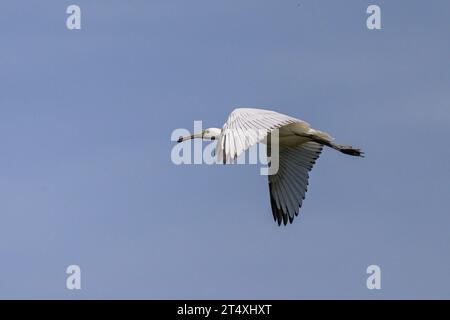 Ein fliegender Löffel an einem sonnigen Tag im Sommer, blauer Himmel, Nordfrankreich Stockfoto