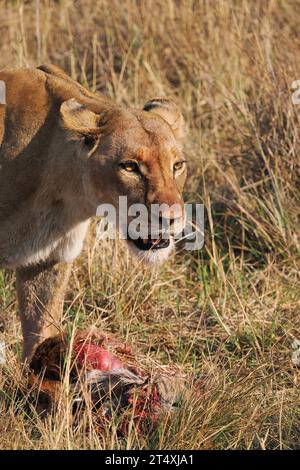 Afrikanische Löwe mit Antilopenmord hatte zwei gut entwickelte Jungen bei sich. Stockfoto