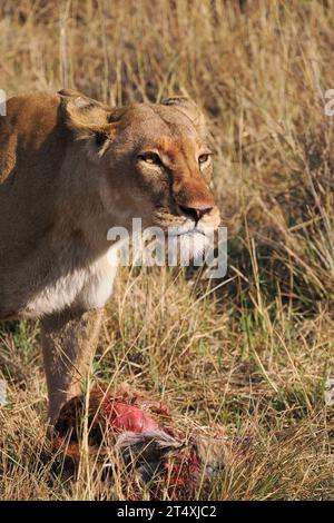 Afrikanische Löwe mit Antilopenmord hatte zwei gut entwickelte Jungen bei sich. Stockfoto