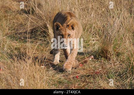 Afrikanische Löwe mit Antilopenmord hatte zwei gut entwickelte Jungen bei sich. Stockfoto