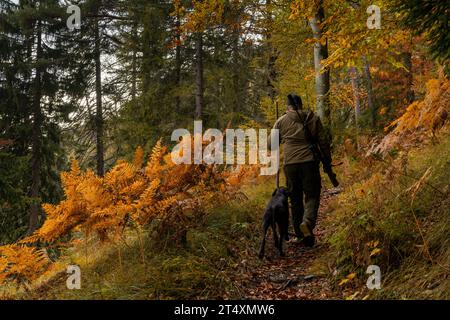 Ein Wildhüter wandert durch den Wald mit deutschem Kurzzeigezeiger auf die Jagd nach verletzten Bergziegen in den Schweizer Alpen Stockfoto