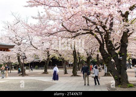 Tokio, Japan-31. März 2023; Garten des Yasukuni-Schreins im Shinto-Stil, der an die Toten des japanischen Krieges erinnert und mit Menschen beschäftigt ist, die den japanischen Kirschbaum genießen Stockfoto