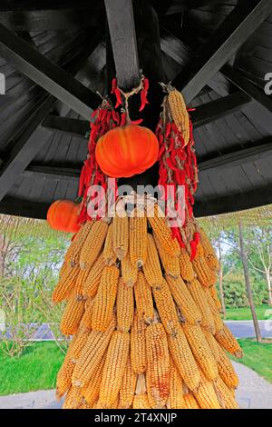 Mais, Kürbis und Paprika hängen zusammen Stockfoto