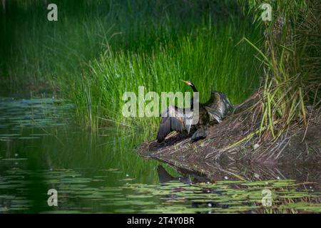 Ein männlicher australasischer Darter sitzt am Ufer einer sumpfigen Lagunenflügel, die nach einer morgendlichen Fütterung sein Gefieder entfaltet haben. Stockfoto