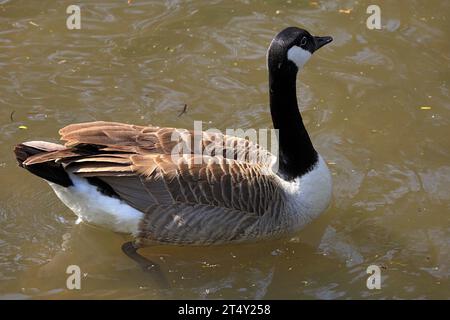 Kanadagans Branta canadensis Roath Park, Cardiff, Wales. Stockfoto