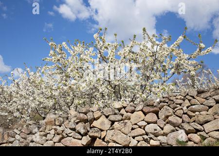 Blühender Kirschbaum, Kirschblüte, Valle del Jerte, Tornavacas, Extremadura, Spanien Stockfoto