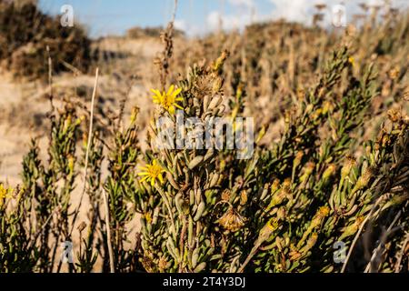 Goldene Queller Stockfoto