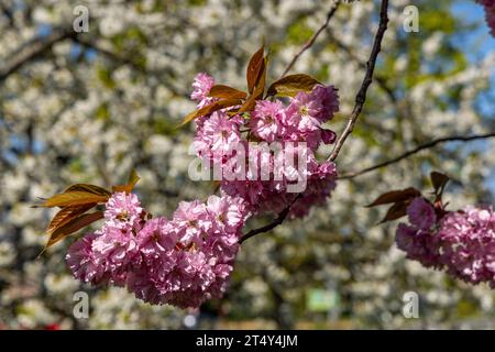 Obstblüte im Alten Land Stockfoto