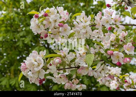 Obstblüte im alten Land Stockfoto