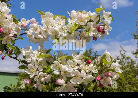 Obstblüte im alten Land Stockfoto